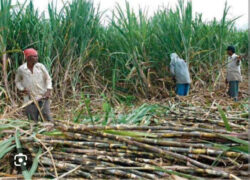 Sugarcane farm (Malava Chapel)