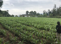 Maize farm (Dir Wafula, Bungoma KE)